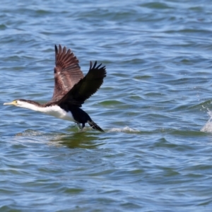 Phalacrocorax varius at Houtman Abrolhos, WA - 17 Apr 2024