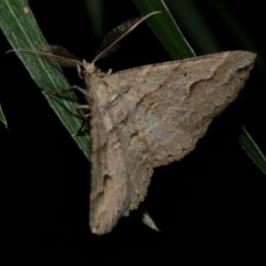 Syneora fractata (Ennominae) at Freshwater Creek, VIC - 6 Apr 2022 by WendyEM