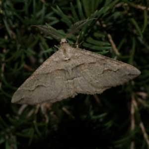 Syneora fractata at Freshwater Creek, VIC - 9 Apr 2022 10:31 PM