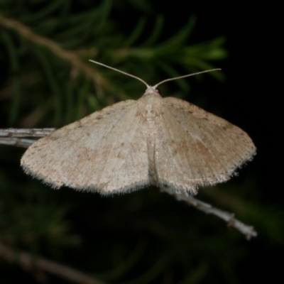 Poecilasthena scoliota (A Geometer moth (Larentiinae)) at Freshwater Creek, VIC - 9 Apr 2022 by WendyEM