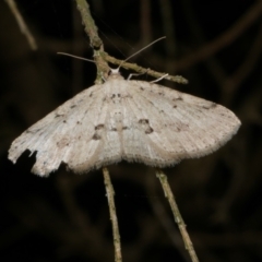 Poecilasthena scoliota (A Geometer moth (Larentiinae)) at Freshwater Creek, VIC - 9 Apr 2022 by WendyEM