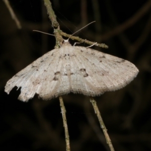 Poecilasthena scoliota at Freshwater Creek, VIC - 9 Apr 2022 10:36 PM