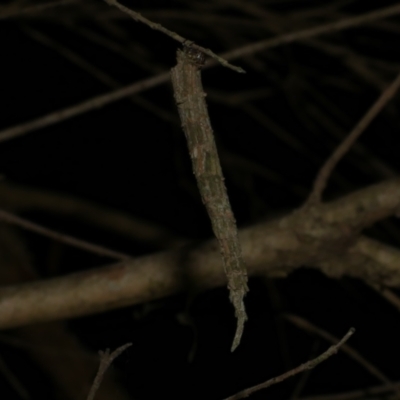 Lepidoscia arctiella (Tower Case Moth) at Freshwater Creek, VIC - 9 Apr 2022 by WendyEM