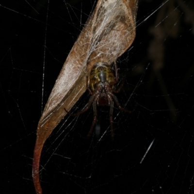 Phonognatha graeffei (Leaf Curling Spider) at Freshwater Creek, VIC - 9 Apr 2022 by WendyEM