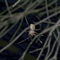 Australomimetus sp. (genus) at Freshwater Creek, VIC - 9 Apr 2022 by WendyEM