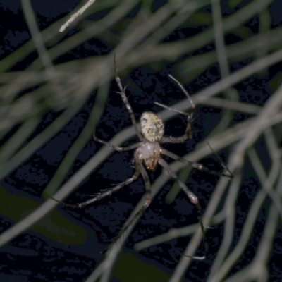 Australomimetus sp. (genus) at Freshwater Creek, VIC - 9 Apr 2022 by WendyEM