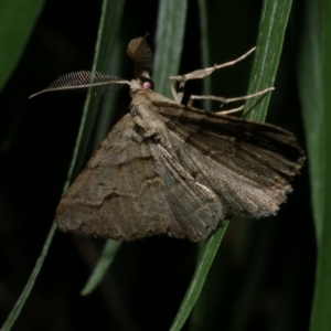 Syneora fractata at Freshwater Creek, VIC - 10 Apr 2022 08:26 PM