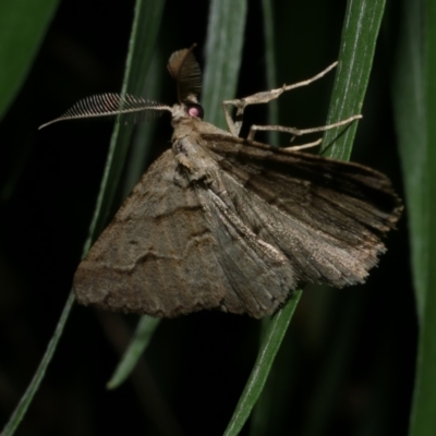 Syneora fractata (Ennominae) at Freshwater Creek, VIC - 10 Apr 2022 by WendyEM