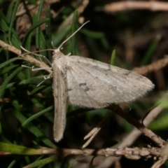 Poecilasthena scoliota (A Geometer moth (Larentiinae)) at Freshwater Creek, VIC - 10 Apr 2022 by WendyEM