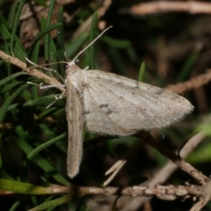 Poecilasthena scoliota at Freshwater Creek, VIC - 10 Apr 2022