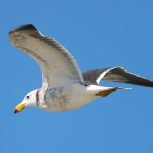 Larus pacificus at Houtman Abrolhos, WA - 17 Apr 2024