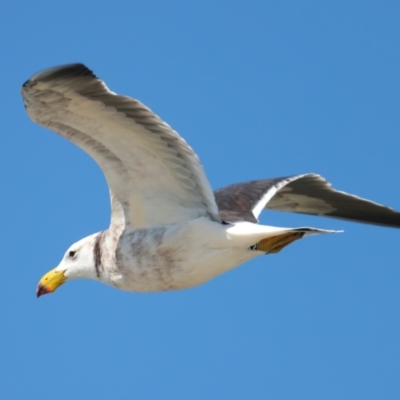 Larus pacificus (Pacific Gull) at Houtman Abrolhos, WA - 17 Apr 2024 by jb2602