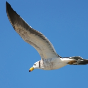 Larus pacificus at Houtman Abrolhos, WA - 17 Apr 2024