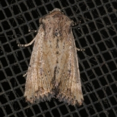 Leucania obumbrata (Lesser Armyworm) at Freshwater Creek, VIC - 10 Apr 2022 by WendyEM