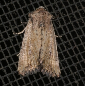 Leucania obumbrata at Freshwater Creek, VIC - 10 Apr 2022 10:50 PM