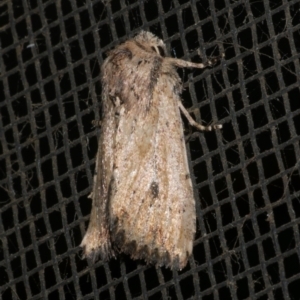 Leucania obumbrata at Freshwater Creek, VIC - 10 Apr 2022 10:50 PM