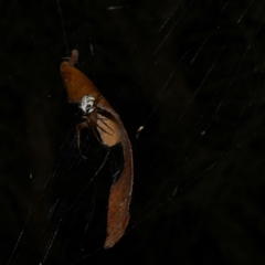 Phonognatha graeffei (Leaf Curling Spider) at Freshwater Creek, VIC - 10 Apr 2022 by WendyEM