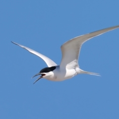 Sterna dougallii (Roseate Tern) at Houtman Abrolhos, WA - 17 Apr 2024 by jb2602