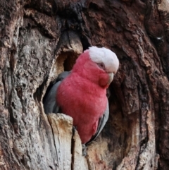 Eolophus roseicapilla (Galah) at Hughes, ACT - 15 Aug 2024 by LisaH