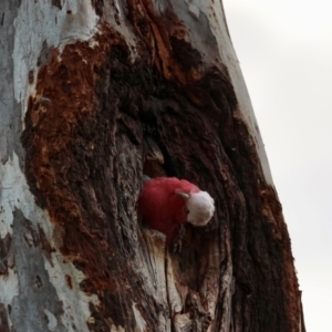 Eolophus roseicapilla at Hughes, ACT - 15 Aug 2024 06:16 PM