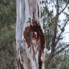 Eolophus roseicapilla at Hughes, ACT - 15 Aug 2024 06:16 PM