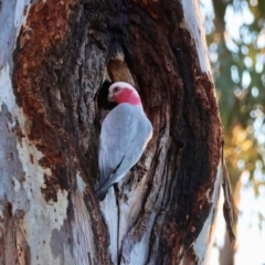 Eolophus roseicapilla at Hughes, ACT - 15 Aug 2024 06:16 PM