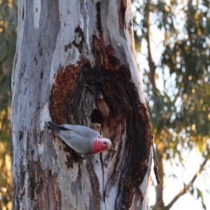 Eolophus roseicapilla at Hughes, ACT - 15 Aug 2024 06:16 PM