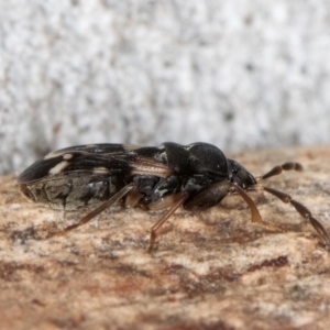 Scolopostethus forticornis at Belconnen, ACT - 20 Aug 2024