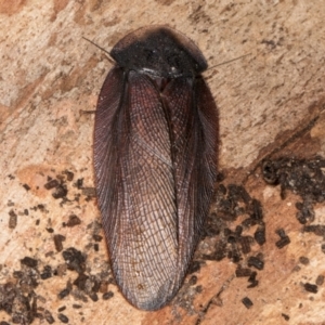 Laxta granicollis at Belconnen, ACT - 20 Aug 2024