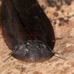 Laxta granicollis at Belconnen, ACT - 20 Aug 2024