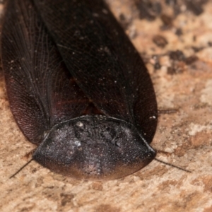 Laxta granicollis at Belconnen, ACT - 20 Aug 2024