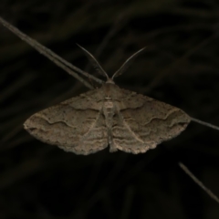 Syneora fractata (Ennominae) at Freshwater Creek, VIC - 11 Apr 2022 by WendyEM