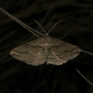 Syneora fractata at Freshwater Creek, VIC - 11 Apr 2022