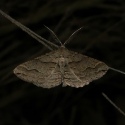 Syneora fractata (Ennominae) at Freshwater Creek, VIC - 11 Apr 2022 by WendyEM