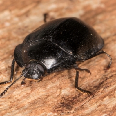 Pterohelaeus striatopunctatus (Darkling beetle) at Belconnen, ACT - 20 Aug 2024 by kasiaaus