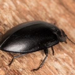 Pterohelaeus striatopunctatus at Belconnen, ACT - 20 Aug 2024