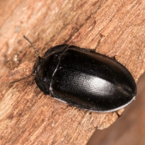 Pterohelaeus striatopunctatus at Belconnen, ACT - 20 Aug 2024