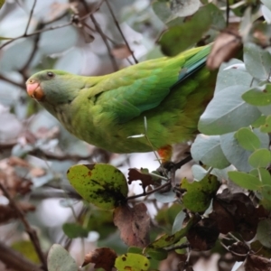 Polytelis swainsonii at Deakin, ACT - suppressed