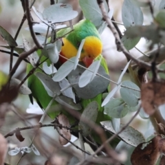 Polytelis swainsonii at Deakin, ACT - suppressed