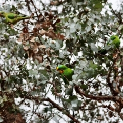 Polytelis swainsonii at Deakin, ACT - suppressed