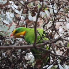 Polytelis swainsonii at Deakin, ACT - suppressed