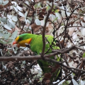 Polytelis swainsonii at Deakin, ACT - suppressed