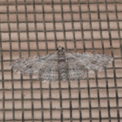 Chloroclystis insigillata (Chloroclystis insigillata) at Freshwater Creek, VIC - 11 Apr 2022 by WendyEM