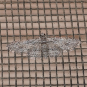 Chloroclystis insigillata at Freshwater Creek, VIC - 11 Apr 2022