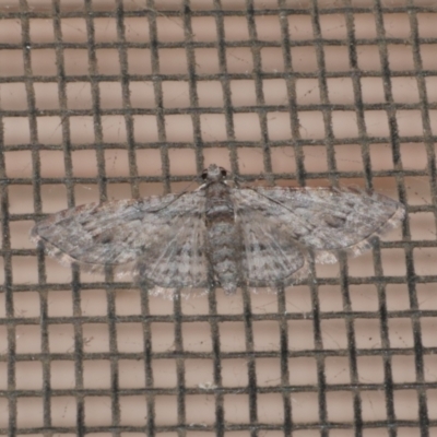 Chloroclystis insigillata (Chloroclystis insigillata) at Freshwater Creek, VIC - 11 Apr 2022 by WendyEM