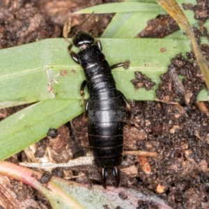 Anisolabididae (family) at Belconnen, ACT - 20 Aug 2024