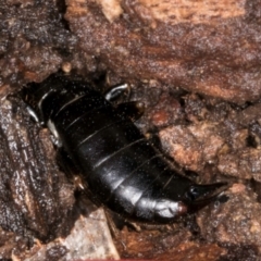 Anisolabididae (family) at Belconnen, ACT - 20 Aug 2024