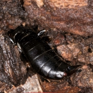 Anisolabididae (family) at Belconnen, ACT - 20 Aug 2024