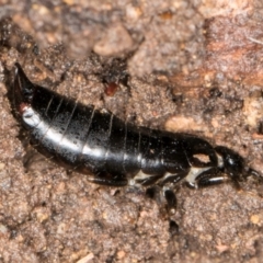 Anisolabididae (family) at Belconnen, ACT - 20 Aug 2024 12:26 PM