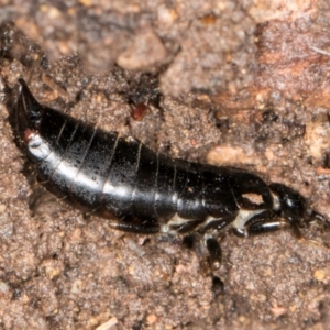 Anisolabididae (family) at Belconnen, ACT - 20 Aug 2024 12:26 PM